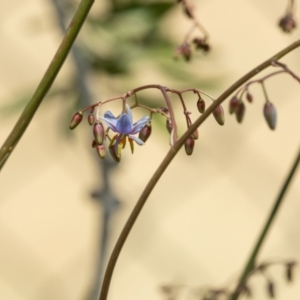 Dianella sp. at Higgins Woodland - 7 Nov 2023