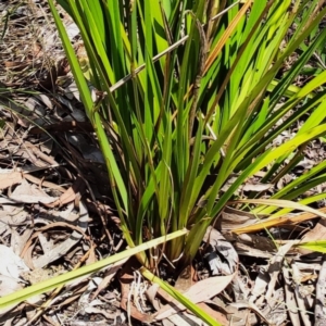 Dianella sp. at Higgins Woodland - 7 Nov 2023