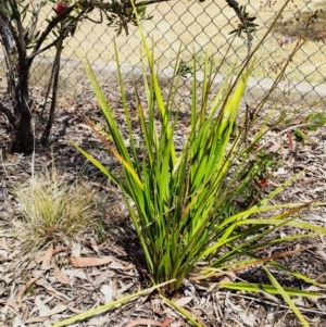 Dianella sp. at Higgins Woodland - 7 Nov 2023