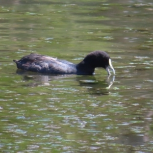 Fulica atra at Upper Stranger Pond - 6 Nov 2023 02:35 PM