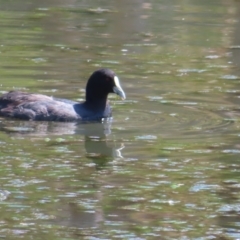 Fulica atra at Upper Stranger Pond - 6 Nov 2023 02:35 PM