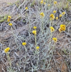 Chrysocephalum apiculatum (Common Everlasting) at QPRC LGA - 6 Nov 2023 by MatthewFrawley