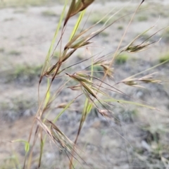 Themeda triandra (Kangaroo Grass) at QPRC LGA - 6 Nov 2023 by MatthewFrawley