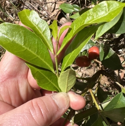 Synoum glandulosum (Scentless Rosewood) at Jervis Bay, JBT - 7 Nov 2023 by lbradley