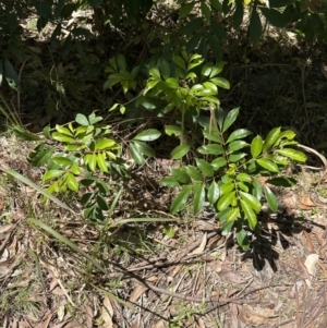 Synoum glandulosum at Jervis Bay, JBT - 7 Nov 2023 12:45 PM