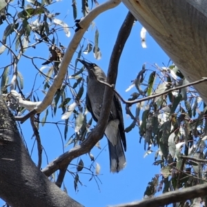 Strepera versicolor at QPRC LGA - 7 Nov 2023