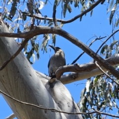 Strepera versicolor at QPRC LGA - 7 Nov 2023