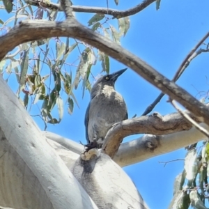 Strepera versicolor at QPRC LGA - 7 Nov 2023 12:41 PM