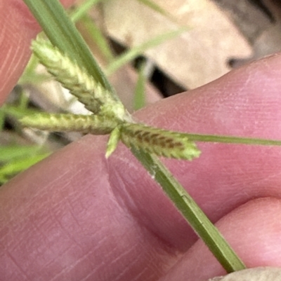 Cyperus (Flat Sedges) at Jervis Bay, JBT - 7 Nov 2023 by lbradley