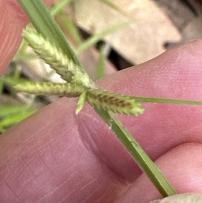 Cyperus gracilis (Slender Flat-sedge) at Booderee National Park - 7 Nov 2023 by lbradley