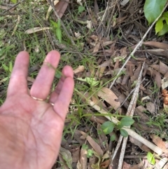 Cyperus at Jervis Bay, JBT - 7 Nov 2023 12:50 PM