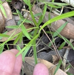 Cyperus gracilis at Booderee National Park - 7 Nov 2023