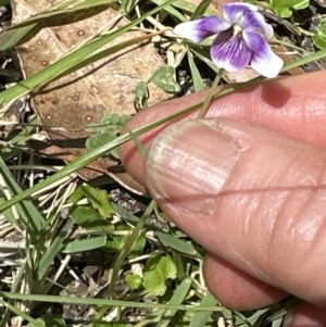 Viola sp. at Jervis Bay, JBT - 7 Nov 2023 12:59 PM