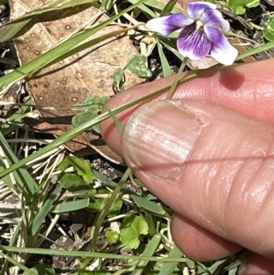 Viola sp. (Violet) at Jervis Bay, JBT - 7 Nov 2023 by lbradleyKV