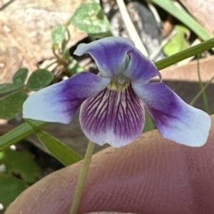Viola sp. at Booderee National Park1 - 7 Nov 2023
