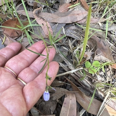 Pigea monopetala (Slender Violet) at Booderee National Park - 7 Nov 2023 by lbradleyKV