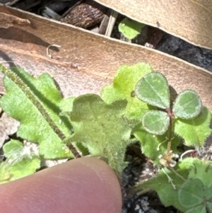 Lagenophora stipitata at Jervis Bay, JBT - 7 Nov 2023