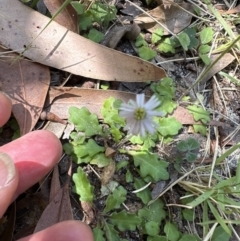 Lagenophora stipitata at Jervis Bay, JBT - 7 Nov 2023