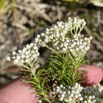 Ozothamnus diosmifolius (Rice Flower, White Dogwood, Sago Bush) at Penrose - 5 Oct 2023 by Tapirlord