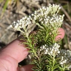 Ozothamnus diosmifolius at Penrose - 5 Oct 2023