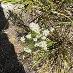 Ozothamnus diosmifolius at Penrose - 5 Oct 2023 03:18 PM