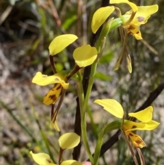 Diuris sulphurea (Tiger Orchid) at Penrose, NSW - 5 Oct 2023 by Tapirlord