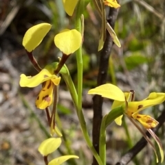 Diuris sulphurea at Wingecarribee Local Government Area - suppressed