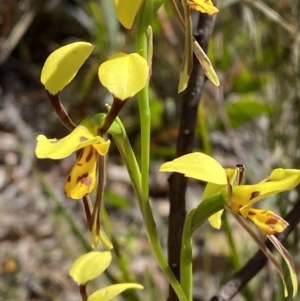 Diuris sulphurea at Wingecarribee Local Government Area - suppressed