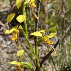 Diuris sulphurea at Wingecarribee Local Government Area - 5 Oct 2023