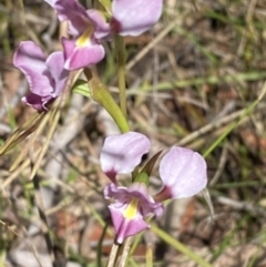 Diuris diminuta at Wingecarribee Local Government Area - 5 Oct 2023 by Tapirlord