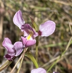 Diuris diminuta at Penrose - suppressed
