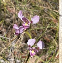 Diuris diminuta at Penrose - 5 Oct 2023