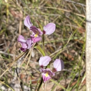 Diuris diminuta at Penrose - 5 Oct 2023