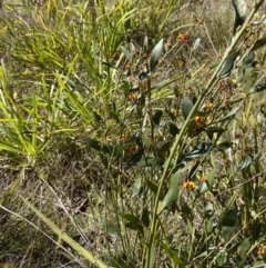 Daviesia latifolia (Hop Bitter-Pea) at Penrose, NSW - 5 Oct 2023 by Tapirlord