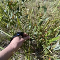 Daviesia latifolia at Wingecarribee Local Government Area - 5 Oct 2023 03:08 PM