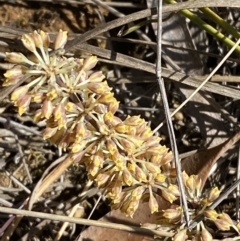 Lomandra multiflora (Many-flowered Matrush) at Wingecarribee Local Government Area - 5 Oct 2023 by Tapirlord