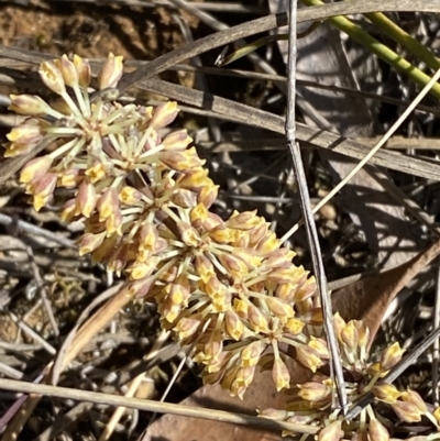 Lomandra multiflora (Many-flowered Matrush) at Wingecarribee Local Government Area - 5 Oct 2023 by Tapirlord