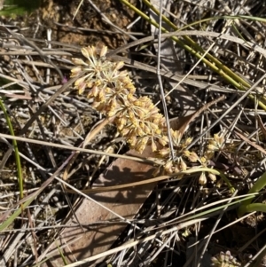 Lomandra multiflora at Wingecarribee Local Government Area - 5 Oct 2023 03:08 PM