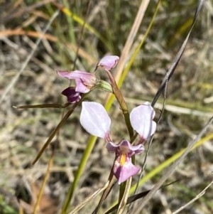 Diuris diminuta at Penrose - 5 Oct 2023