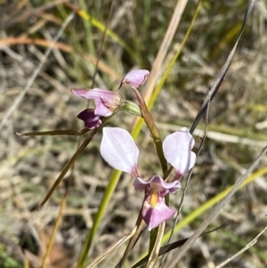 Diuris diminuta at Penrose - suppressed