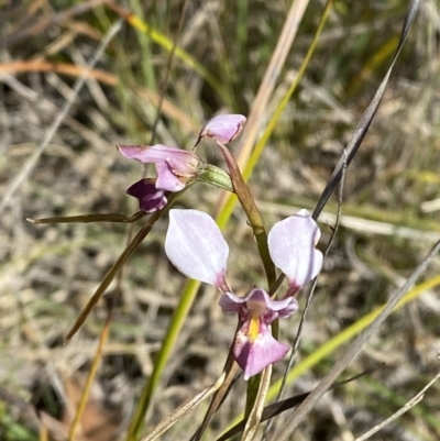 Diuris diminuta at Wingecarribee Local Government Area - 5 Oct 2023 by Tapirlord