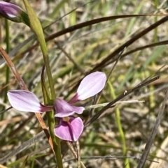 Diuris diminuta at Penrose - 5 Oct 2023