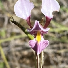 Diuris diminuta at Penrose - suppressed