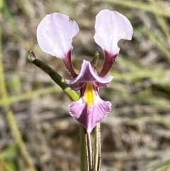 Diuris diminuta at Penrose - 5 Oct 2023