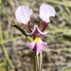 Diuris diminuta at Penrose - suppressed