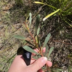 Acacia amoena at Wingecarribee Local Government Area - 5 Oct 2023 by Tapirlord