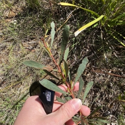 Acacia amoena at Penrose, NSW - 5 Oct 2023 by Tapirlord