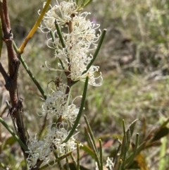 Hakea microcarpa (Small-fruit Hakea) at Wingecarribee Local Government Area - 5 Oct 2023 by Tapirlord