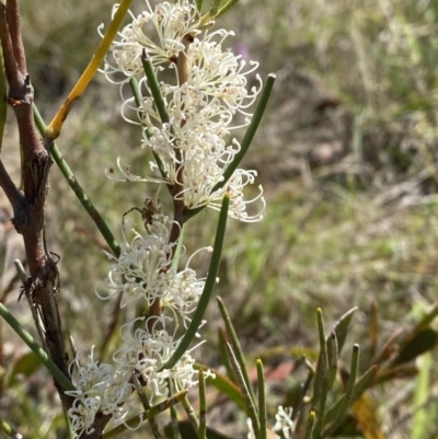 Hakea microcarpa (Small-fruit Hakea) at Penrose - 5 Oct 2023 by Tapirlord