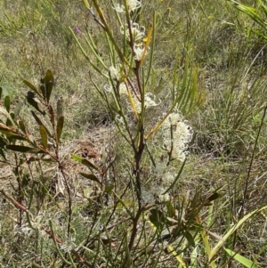 Hakea microcarpa at Penrose - 5 Oct 2023